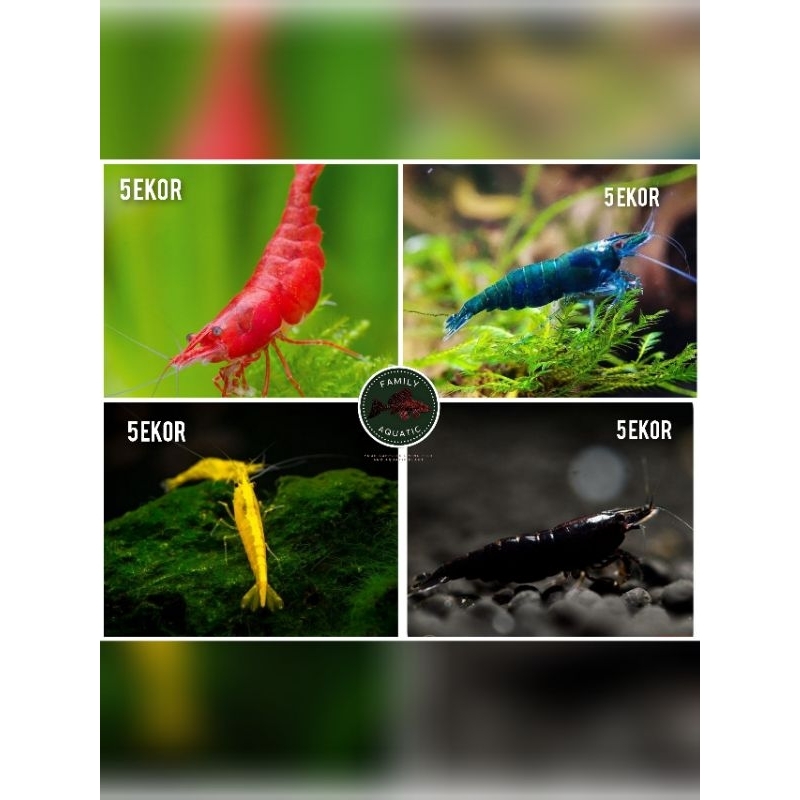 Paket 20 ekor 4 jenis udang hias pembersih aquascape - udang hias aquascape - hiasan aquarium