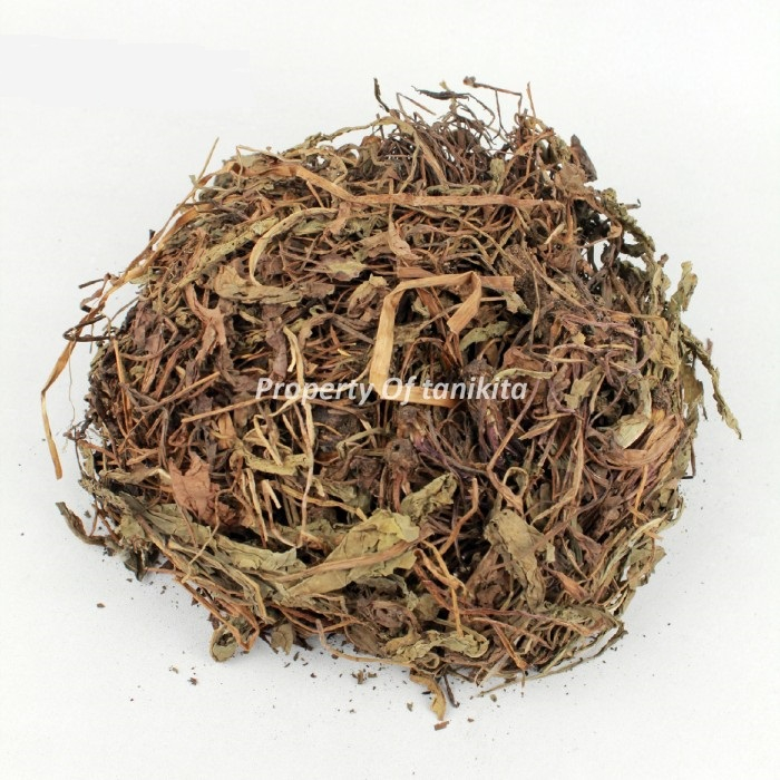 

Obat Prostat Herbal / Daun Jombang Kering 50gr