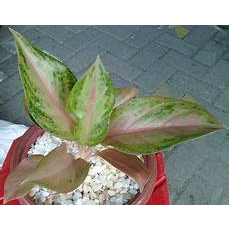 Tanaman HIas Aglaonema / Aglonema Golden Baby