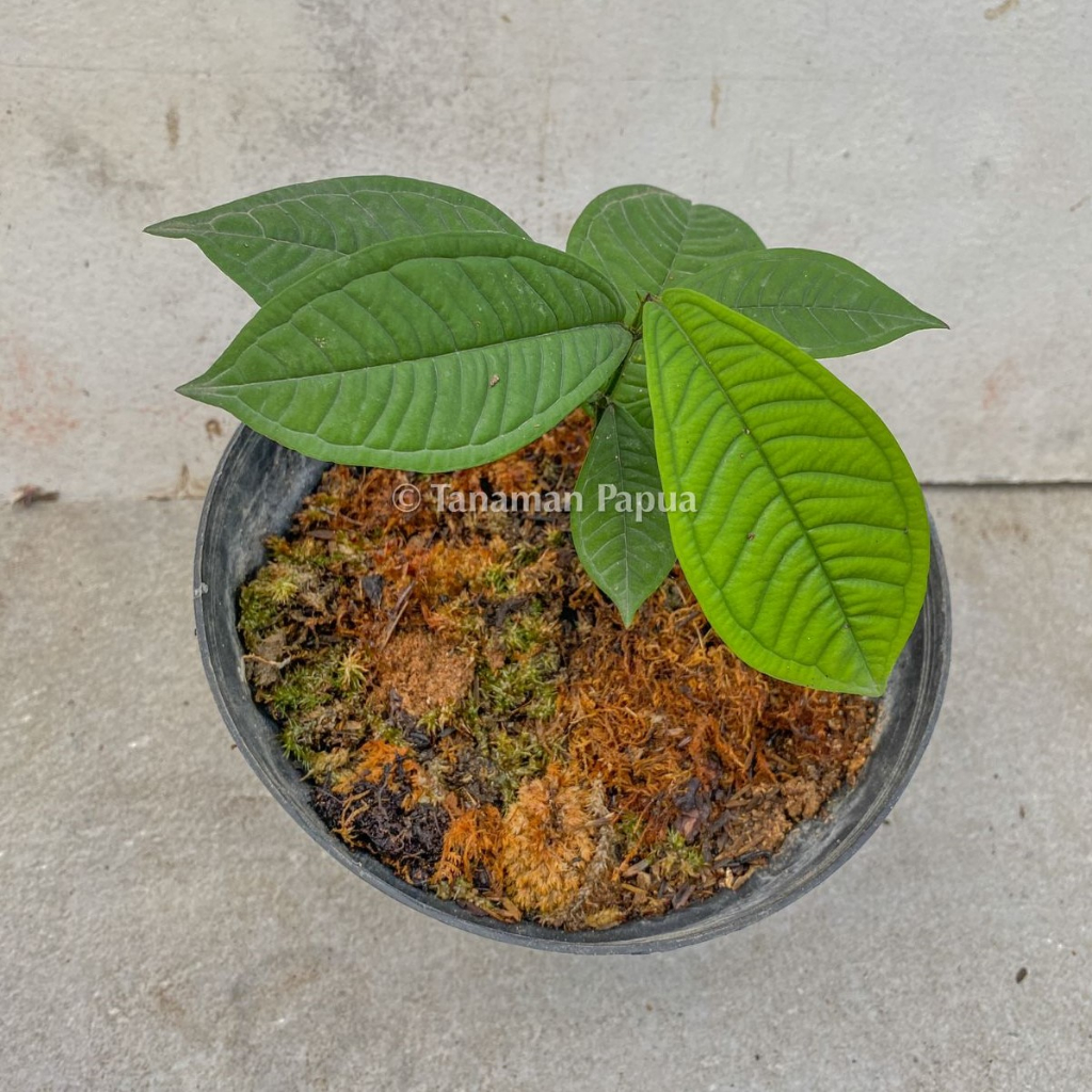 Syzygium Jiewhoei Tanaman Jambu Papua