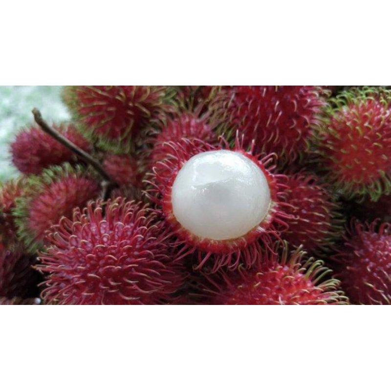 

buah rambutan asli segar 1 kg dijamin paling murah/termurah manis