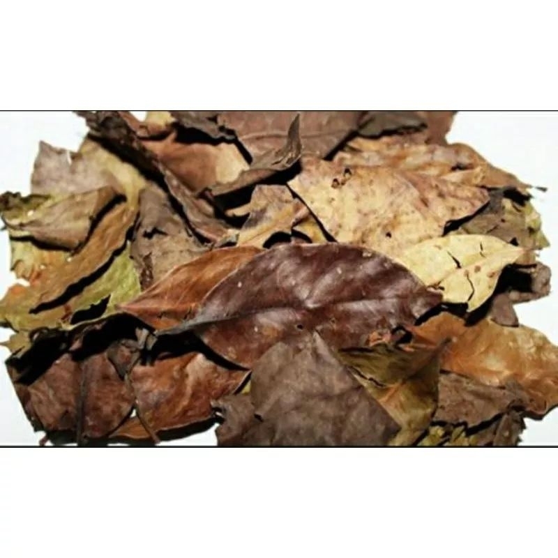 

Daun Salam Kering ( gowok | manting | ubar serai ) Murah Bisa Cod