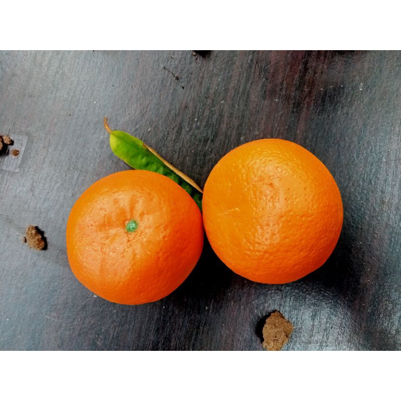 

Jeruk orange/replika jeruk/Food model/model buah
