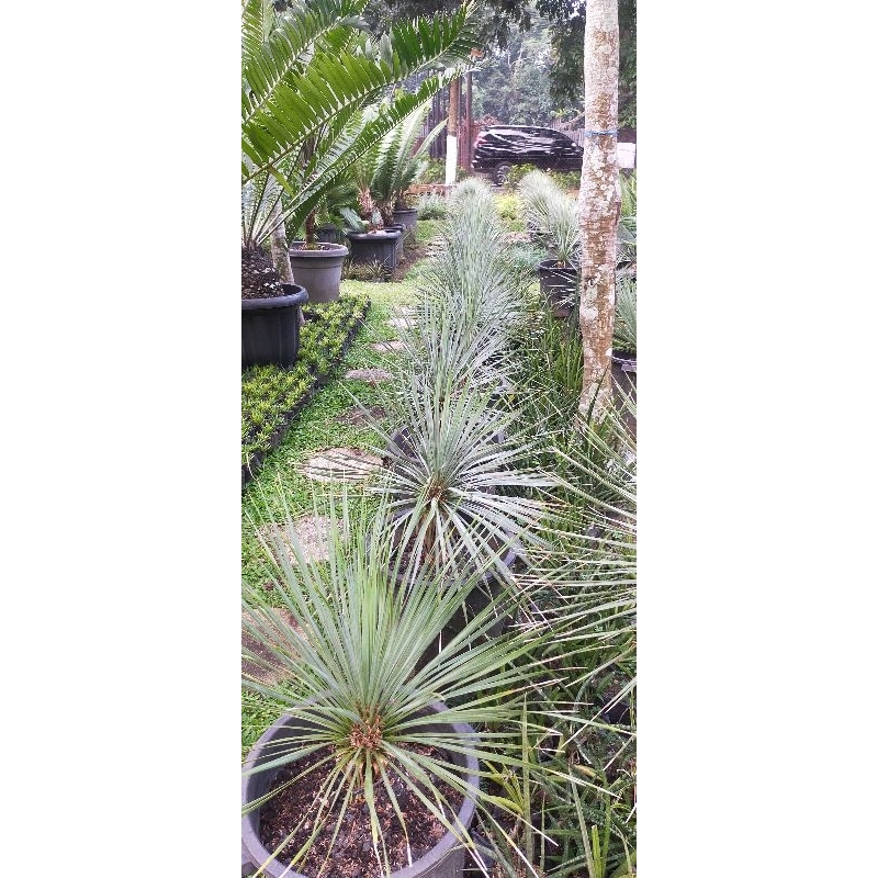 palm yucca rostrata palm yucca yuka