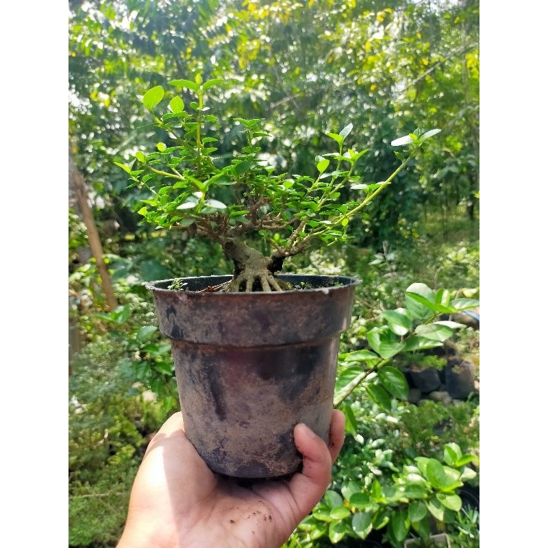 Sancang Program Akar Size Shito Mame