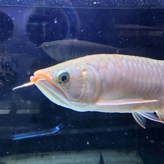 Arwana Super Red Golden Base 25CM UP gen pilihan