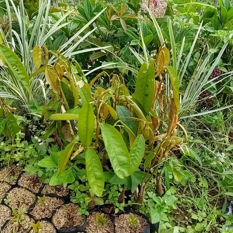 DIARY PETANI - Bibit Pohon Durian Lokal