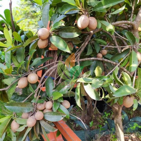 BIBIT TANAMAN SAWO MANILA KONDISI BERBUNGA LEBAT