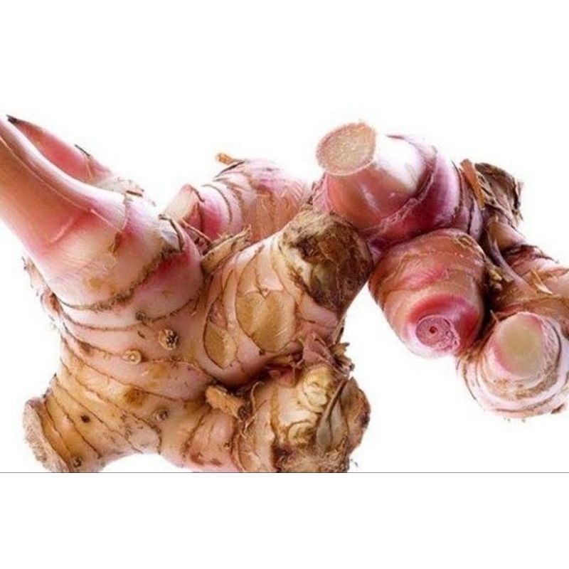 

Lengkuas merah/ galangal 1kg