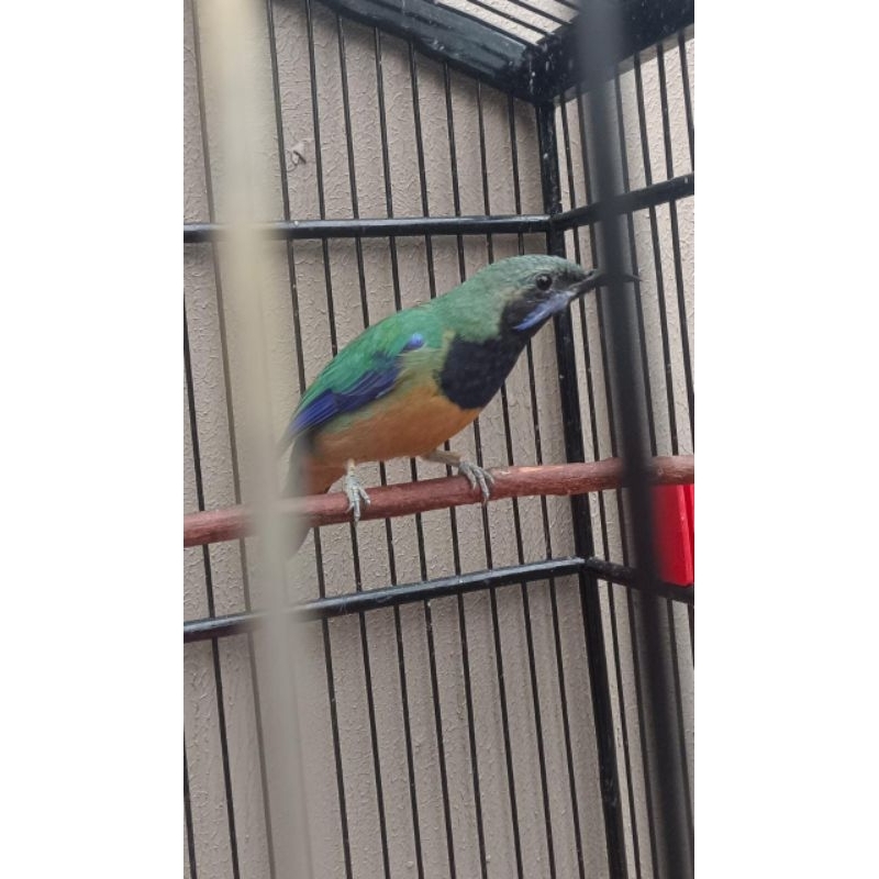 cungkok_jantan_mapan