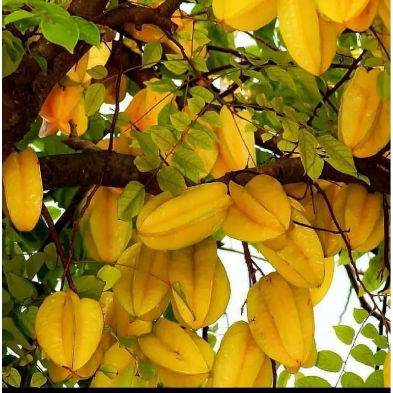 Bibit Belimbing Madu