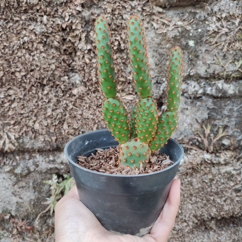 Opuntia Rufida