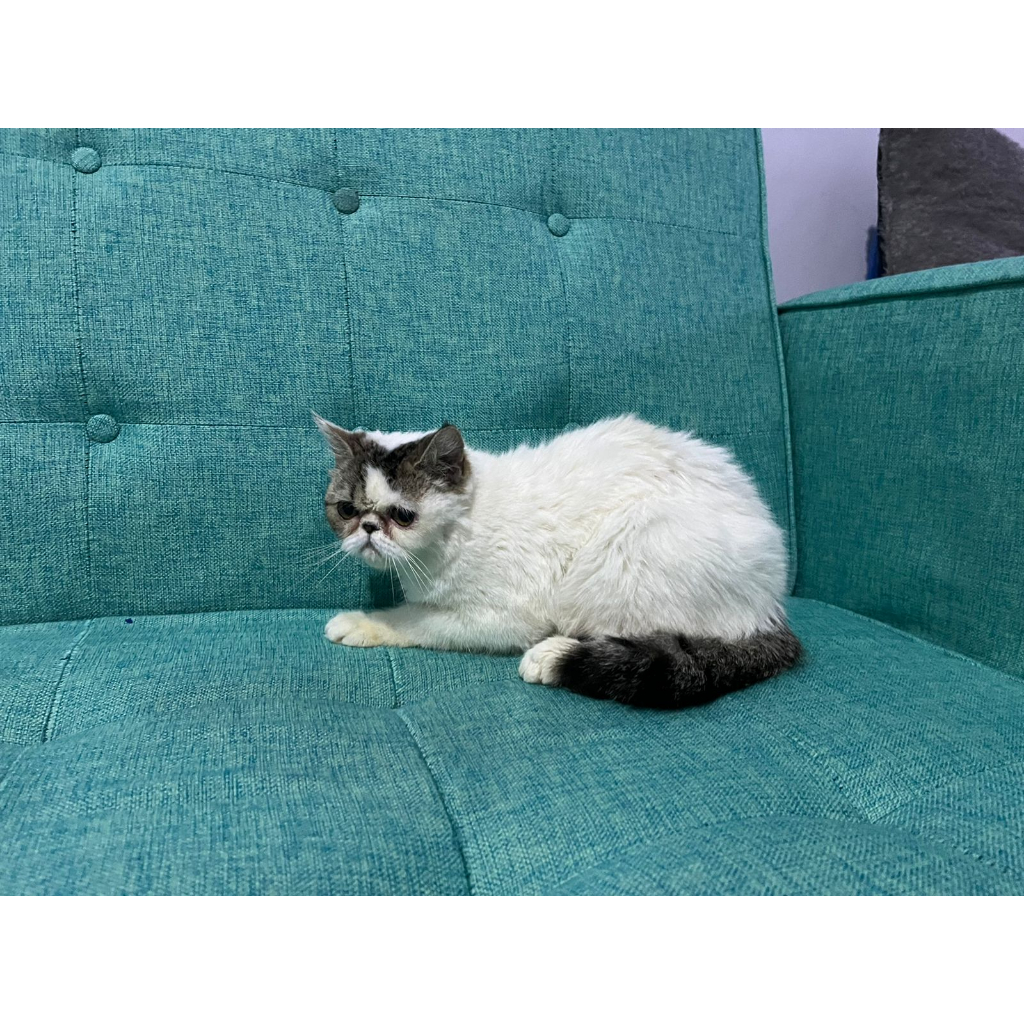 kucing kitten peaknose exotic shorthair jantan DOB 21 febuari 2023 sudah vaksin- gratis makanan royal canin, keranjang rio dan kalung nama, lokasi bandung - kopo permai