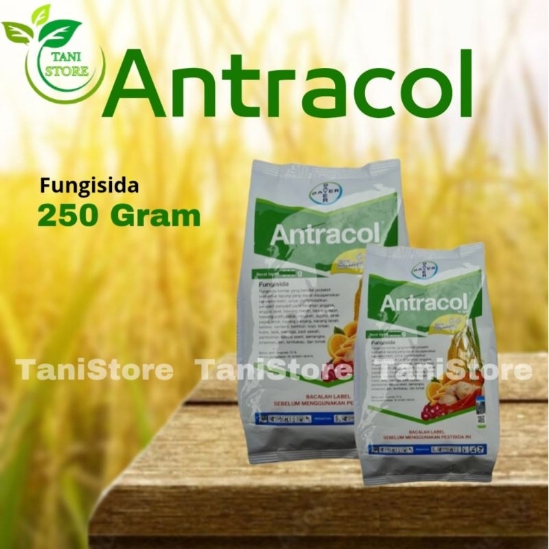 ANTRACOL 70WP_Mengendalikan Penyakit Pada Tanaman_Fungisida