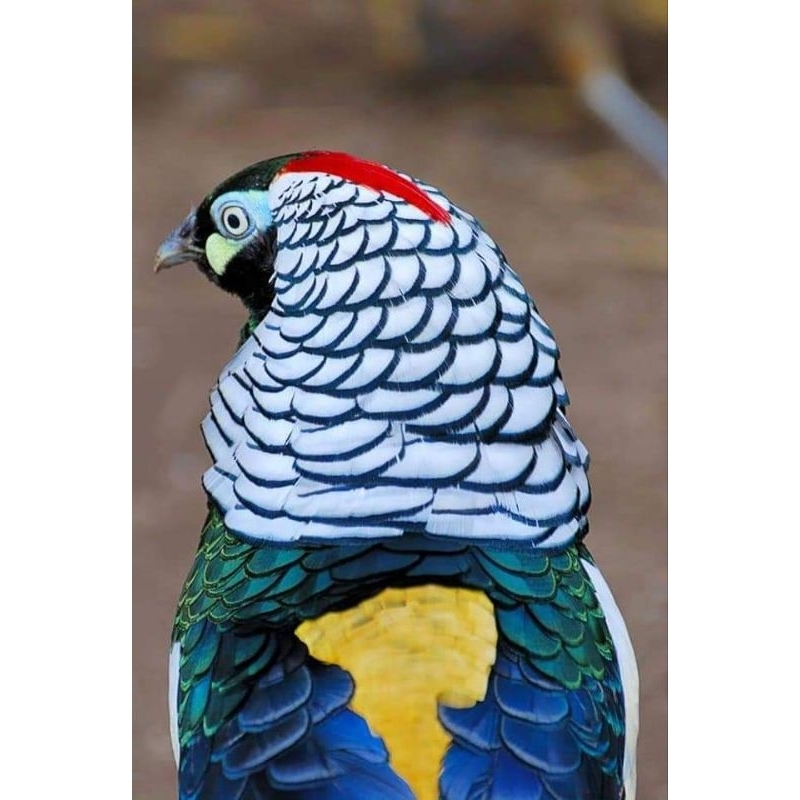 koleksi ayam Hias lady Amherts pheasant dewasa full warna satu pasang