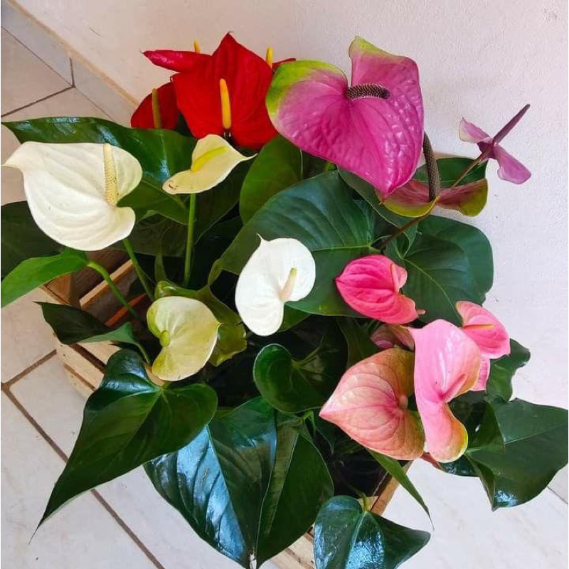 Anthurium bunga Holland