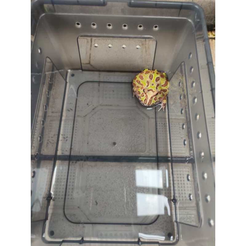 pacman frog green and brown