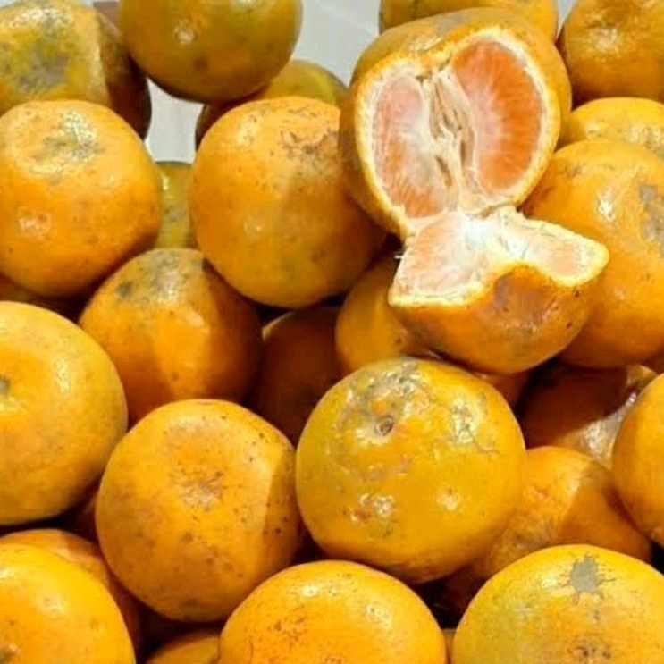 

Jeruk Medan Brastagi sedang/kecil