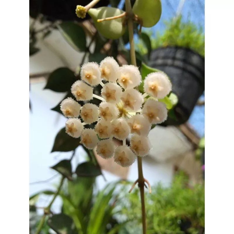 Tanaman Hias Hoya Hope / Hoya Latunsina / Hoya Mini /Hoya Gantung