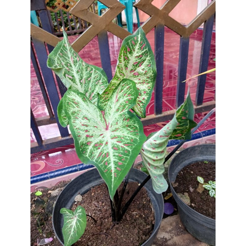 TanamanBunga lompong/keladi Gingerland/Caladium