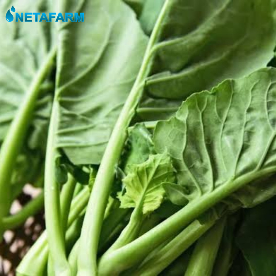 Benih Biji Bibit Kailan Mix Garden Seed - 100+ Benih