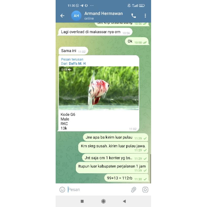 cupang kualitas bagus