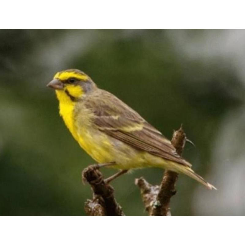 burung Mozambik betina mapan ( ternakan bukan import)