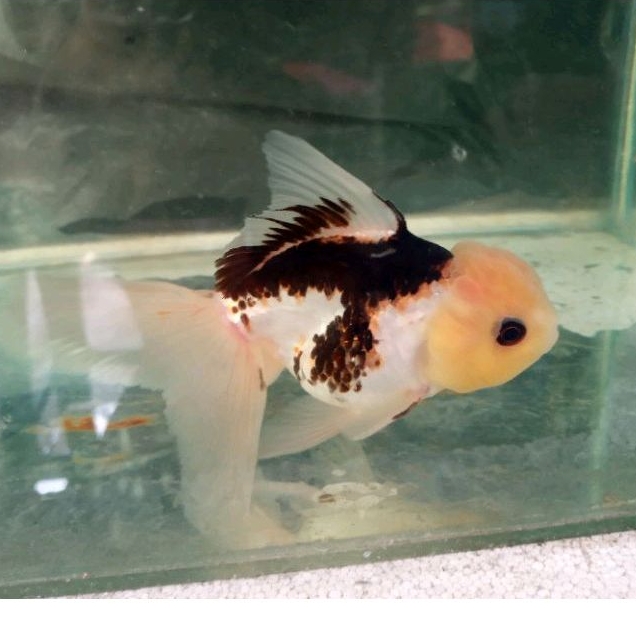 

ikan koki oranda panda 1