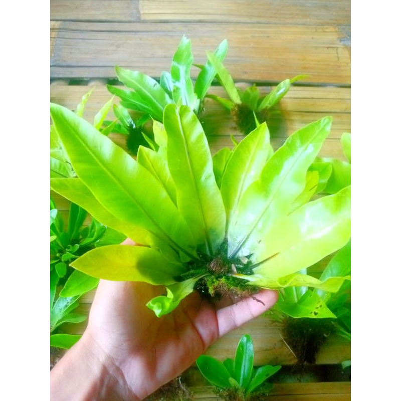 tanaman paludarium darat//kadaka pohon