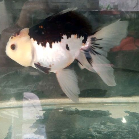

ikan koki oranda panda 2