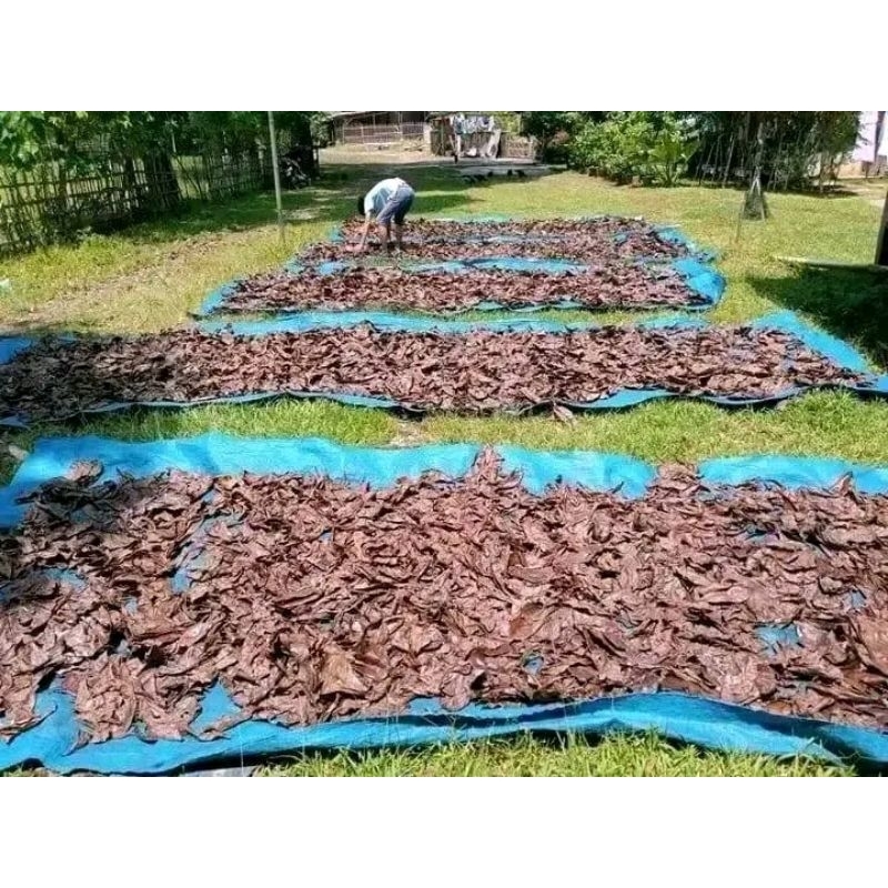 DAUN KETAPANG LAUT SUPER OLAHAN 500GRAM KUALITAS TERBAIK