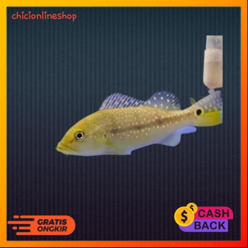 pbass xingu pure hiasan akuarium peacock bass