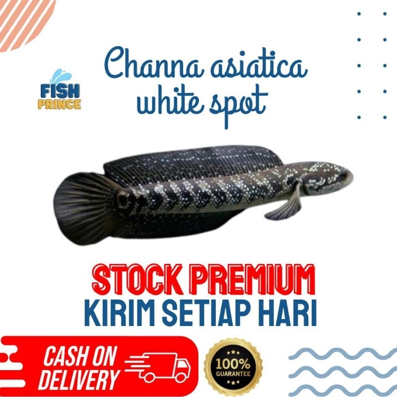 CHANNA ASIATICA WHITE SPOT 2 EKOR | WS PURE GONDRONG & BANYAK MUTIARA