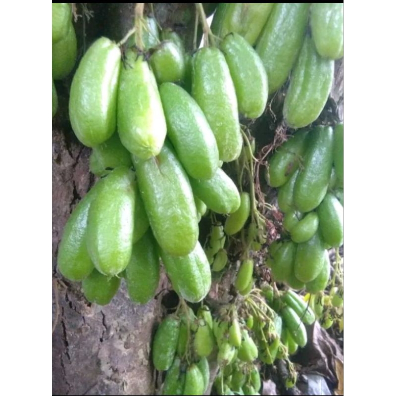

Belimbing Wuluh 500Gram Segar / Belimbing Wuluh 1/2KG Fresh