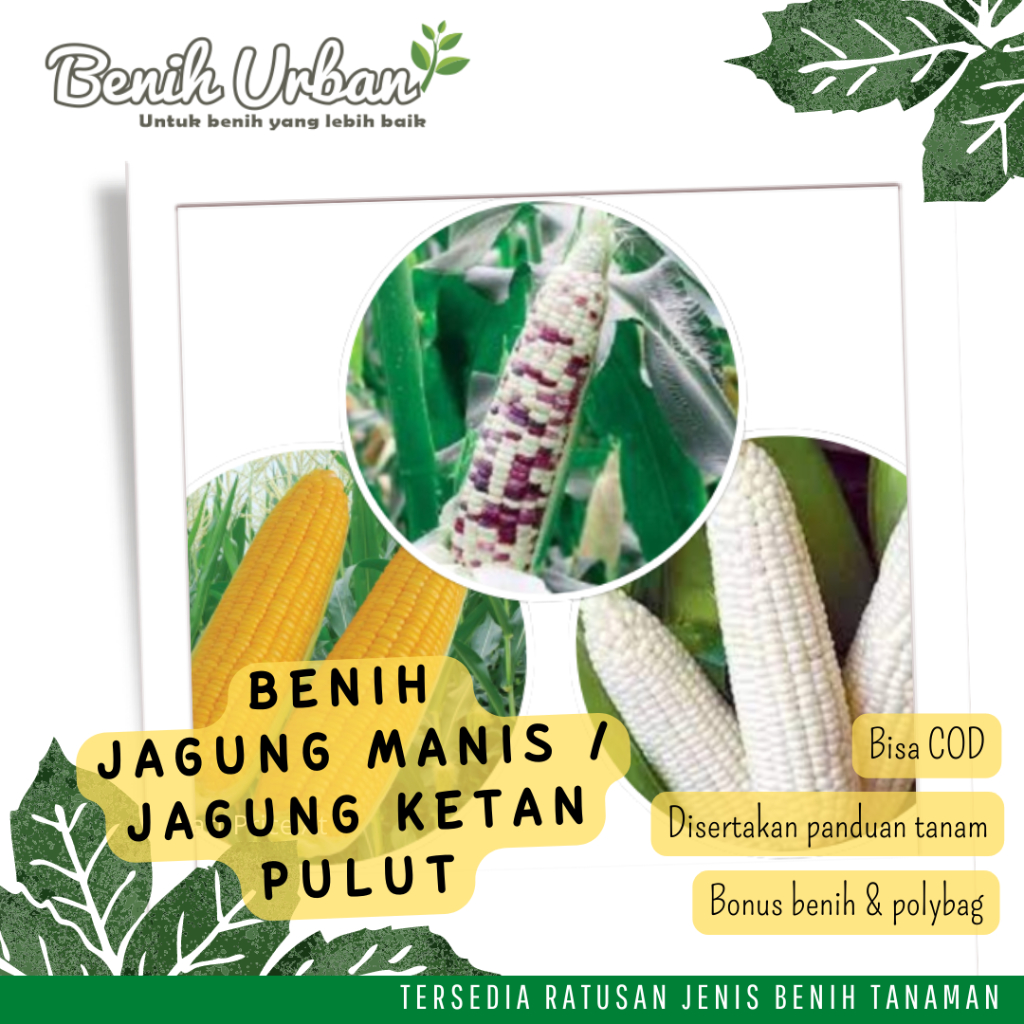 Biji Benih Jagung Manis Jagung Ketan Putih Bibit Jagung Pulut Warna Warni