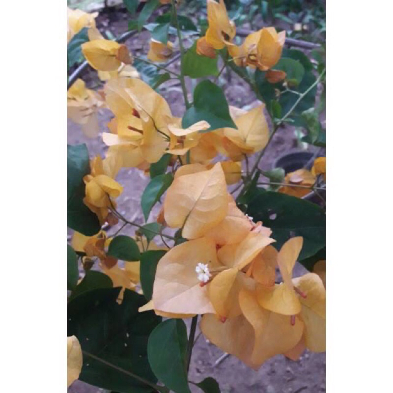 Batang Bugenvil Kuning