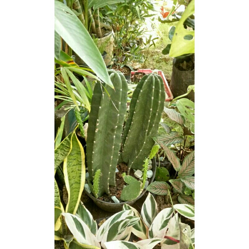 Kaktus koboi berakar