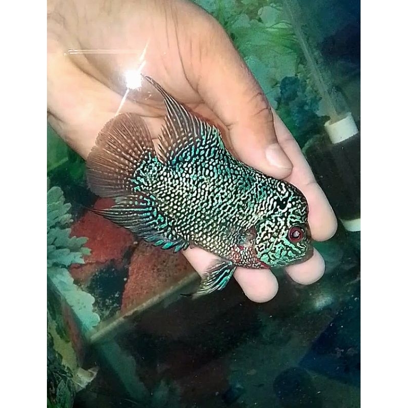 Lohan cencu (Betina)