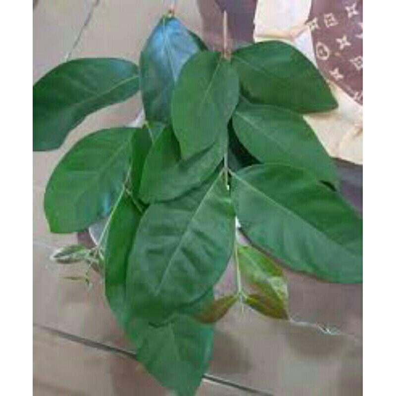 

Daun Salam Per Pack Untuk Masakan