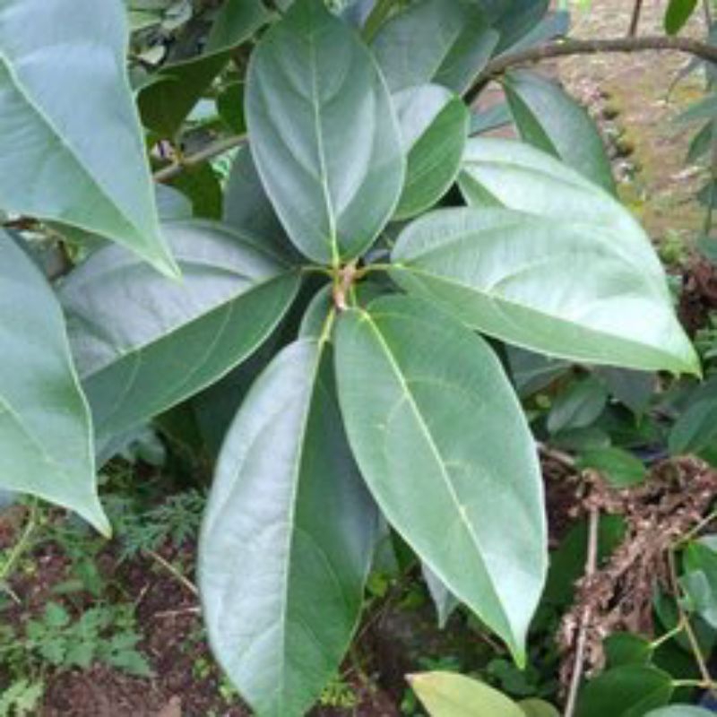 Bibit Cincau Perdu || Cincau Pohon || Cincau Hijau