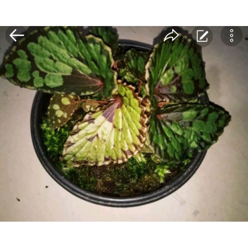 begonia 2 jenis