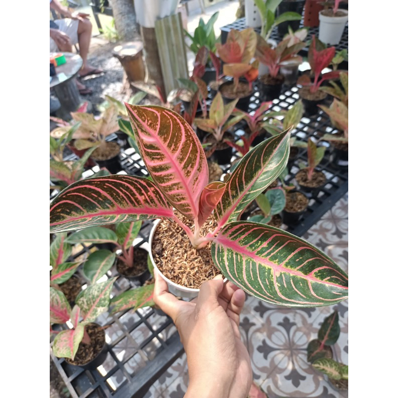 Aglonema Red Sumatra / pride of Sumatra