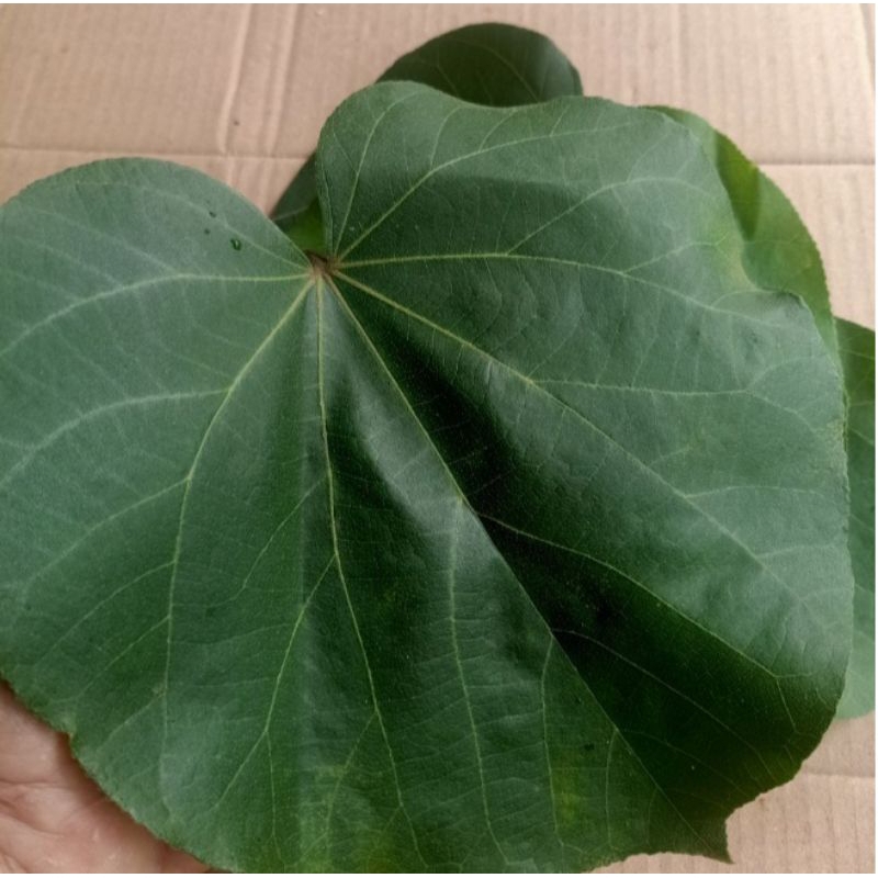 

Daun waru segar obat herbal 100 gram di ambil dadakan