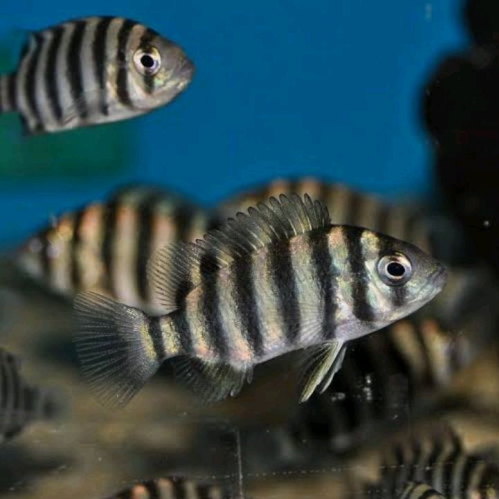 99 Ninety Nine Cichlid / Zebra Tilapia / ikan hias aquascape / Air Tawar