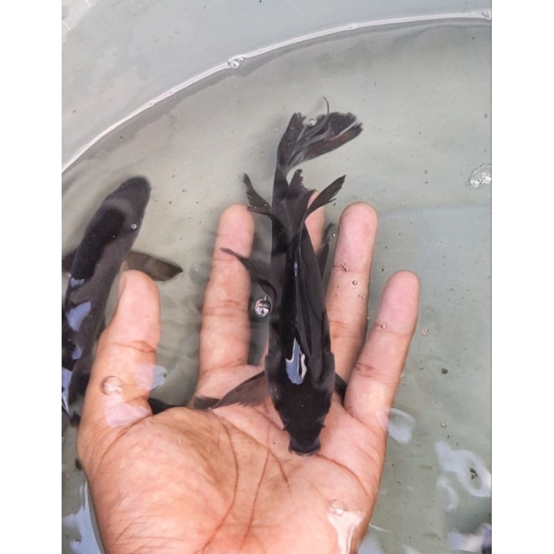 Black Cagoi / Koi Kumpay hitam