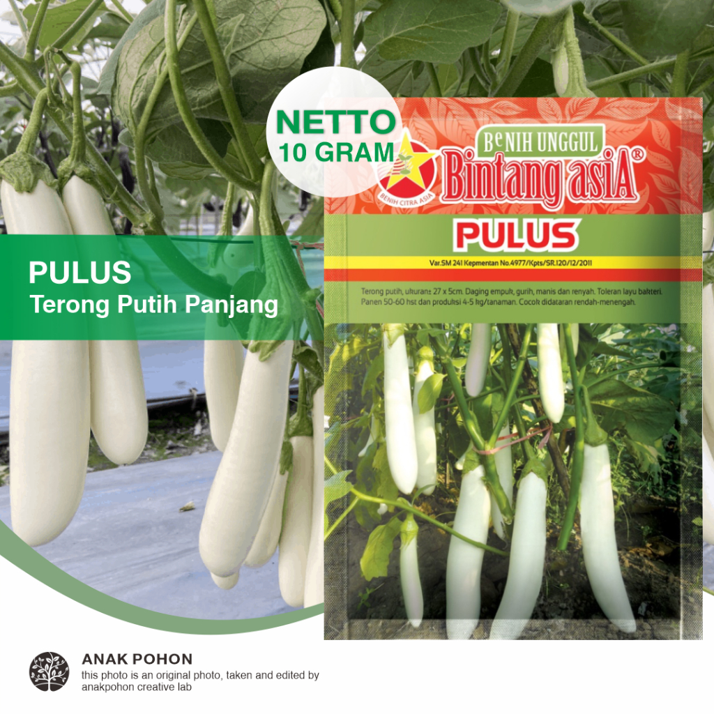 (1 PACK) Benih Terong Putih Panjang PULUS Seeds - Bintang Asia - 10 GRAM