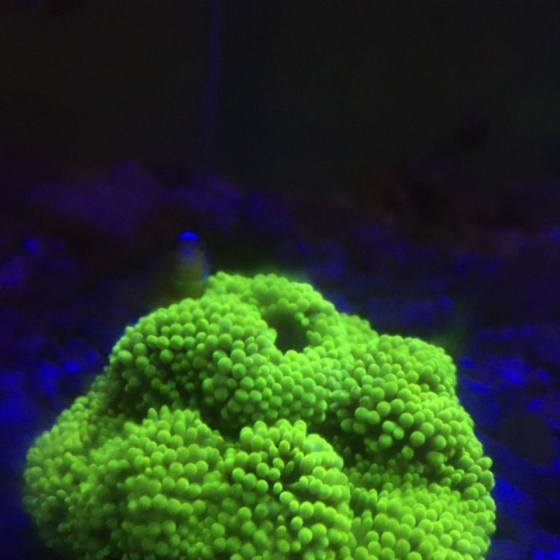 karang anemon karpet grade A