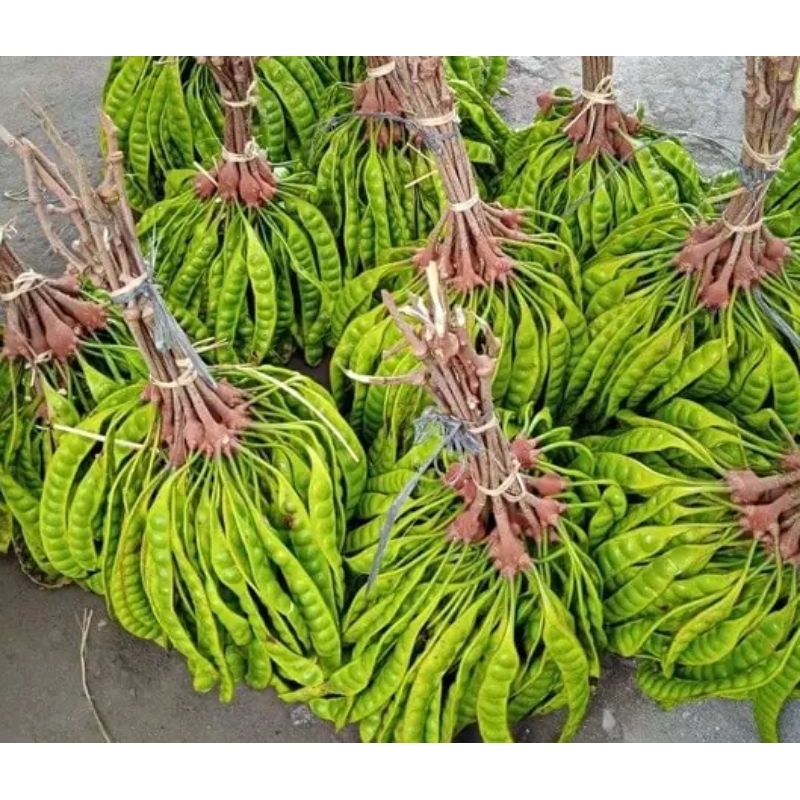 

PETEE fresh sedang isi 20lonjor