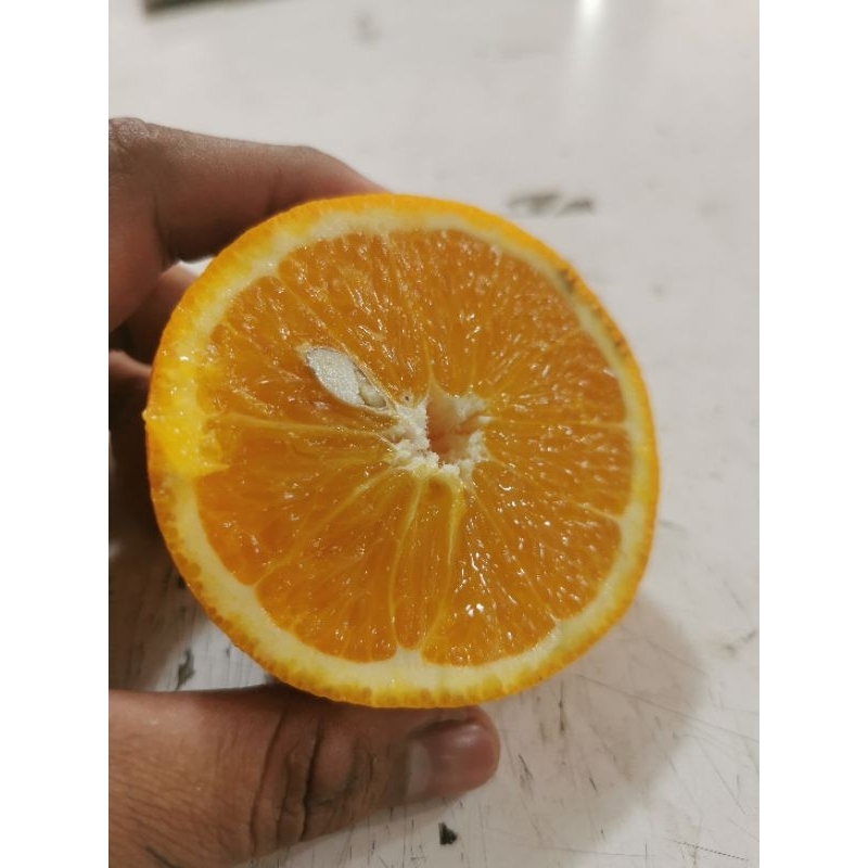 

Buah Jeruk Sunkist Nevel Valencia