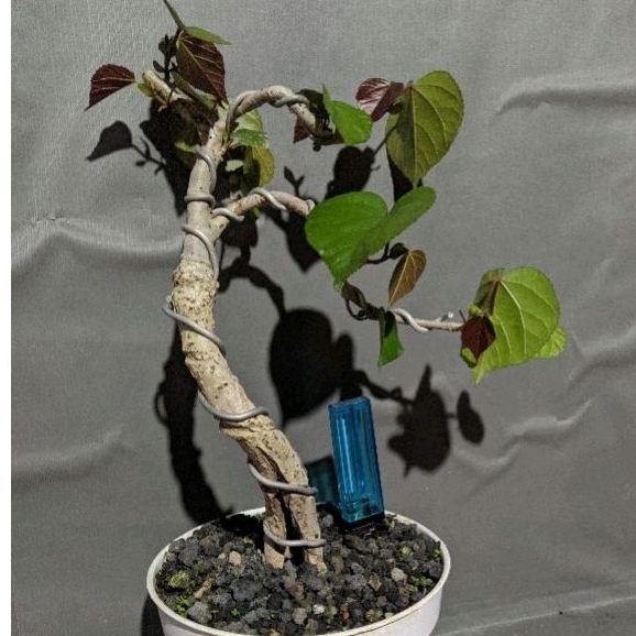 bahan bonsai waru merah program akar / pecah batang sesuai gambar